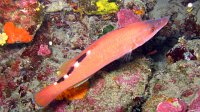 190 Labre coquette (Labrus mixtus)